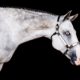 New on the Market 💥 2017 16.2 Gray Overo Gelding