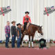 Beautiful All-Around Gelding with 325 points!