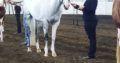 The Show Must Go On – True APHA All Around Gelding