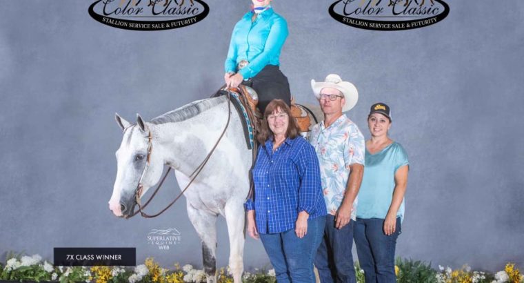 The Show Must Go On – True APHA All Around Gelding