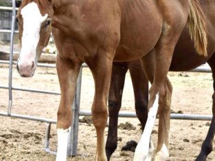 Just Good Vibes – APHA Weanling HUS Prospect