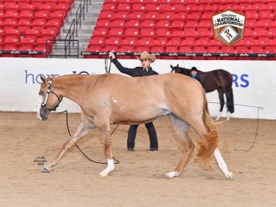 2020 APHA FILLY