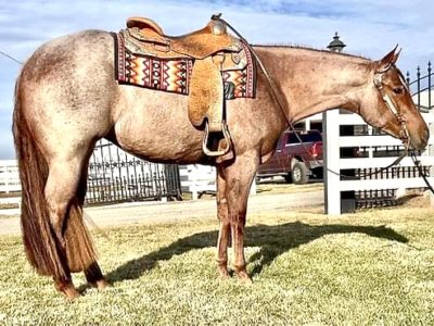 Great Minded Roan Mare w/ AQHA pleasure points!