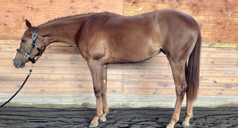 2 yo Mare by GBB Eligible for Major Futurities!