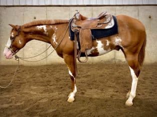 Search - Serious Inquiries Only Equine