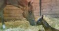Broodmare/Full Sister to I Am The Party