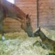 Broodmare/Full Sister to I Am The Party