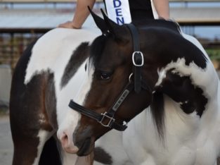 2015 APHA mare by My Final Notice