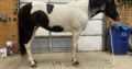 2015 APHA mare by My Final Notice