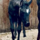 Stunning AQHA/APHA Black Halter Weanling Filly