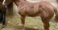AQHA/APHA High Caliber Weanling Halter Filly