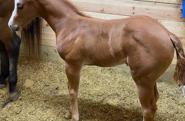 AQHA/APHA High Caliber Weanling Halter Filly