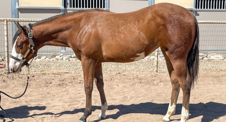2021 APHA/NSBA BCF Filly by Lazy Luvah