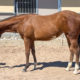 2021 APHA/NSBA BCF Filly by Lazy Luvah