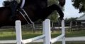 17’1 Appendix Hunter/equitation gelding for sale