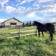 5-Acre Horse Property Colorado Springs – 5BDRM