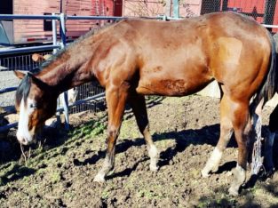 Stunning FULL AQHA/APHA Yearling Filly