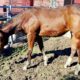 Stunning FULL AQHA/APHA Yearling Filly