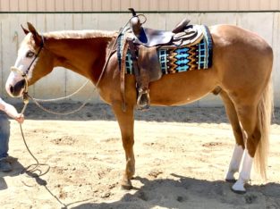 2YO APHA All-Around Prospect – Hot N Sultry