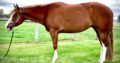 Great Deal Alert – APHA All-Around Mare