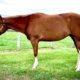 Great Deal Alert – APHA All-Around Mare