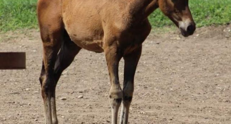 VS Cracked The Code Weanling Filly