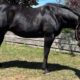 Gorgeous RL Broodmare in foal to MMWW