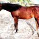 VS GoodRide APHA (SPB) Yearling Filly