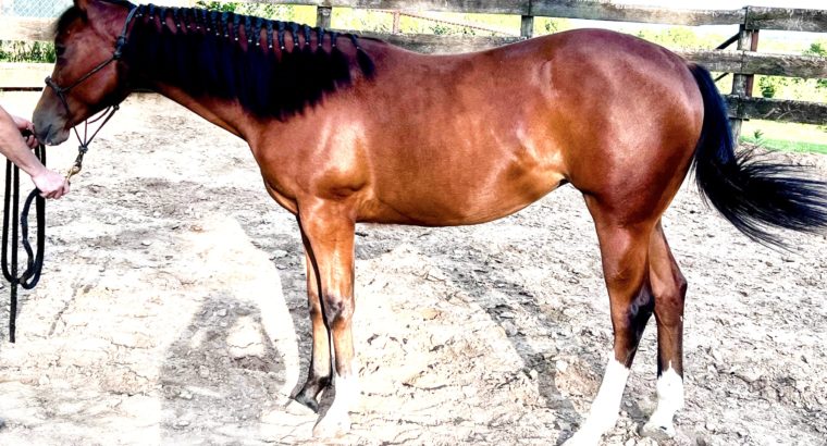 VS GoodRide APHA (SPB) Yearling Filly
