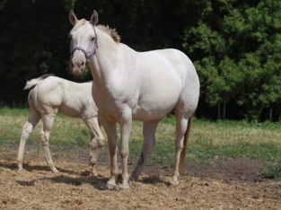Champagne Mare in Foal