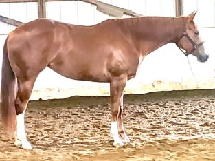 AQHA/APHA(sb) Certainly A Vision Mare