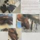 Show Clothes and Saddle for Sale