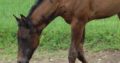 VS Cracked The Code Weanling Filly