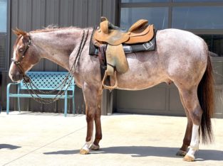 Who So Roansome- 2020 APHA Overo gelding
