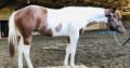 Amazing mind and movement- yearling gelding!