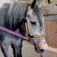 AQHA/APHA 5YO Grey Stallion