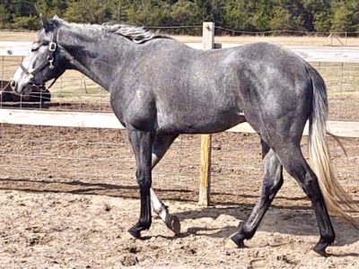 AQHA/APHA 5YO Grey Stallion