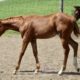 Natural Iron Weanling HUS Filly