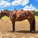 2019 AQHA WP/all around Gelding