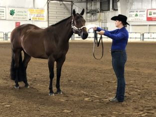 All-Around Mare – One N Only x Sudden Impulse Mare
