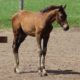 VS Cracked The Code Weanling Colt