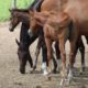 Natural Iron Weanling HUS Filly