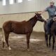 Yearling APHA All-Around Gelding Prospect