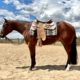 AQHA/APHA (solid) HeartStoppin 2yr Mare