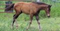 VS Cracked The Code Weanling Colt
