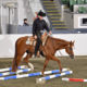 Nice 2016 AA Gelding