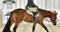 All Time Fancy HUS 4YO Gelding