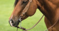 Bay AQHA All-Around Mare