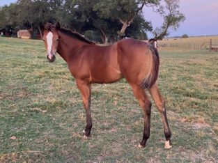 Gorgeous VS Code Blue Weanling Filly