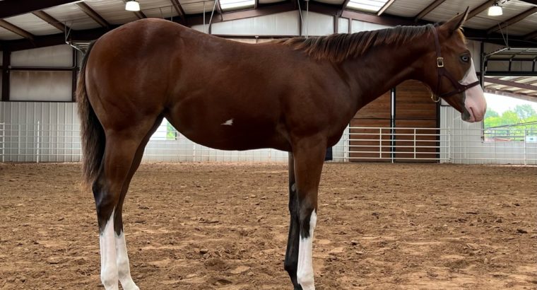 Full Double AQHA/APHA Filly